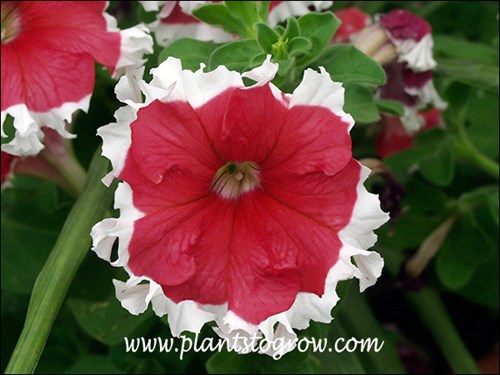 Petunia Picotee Red